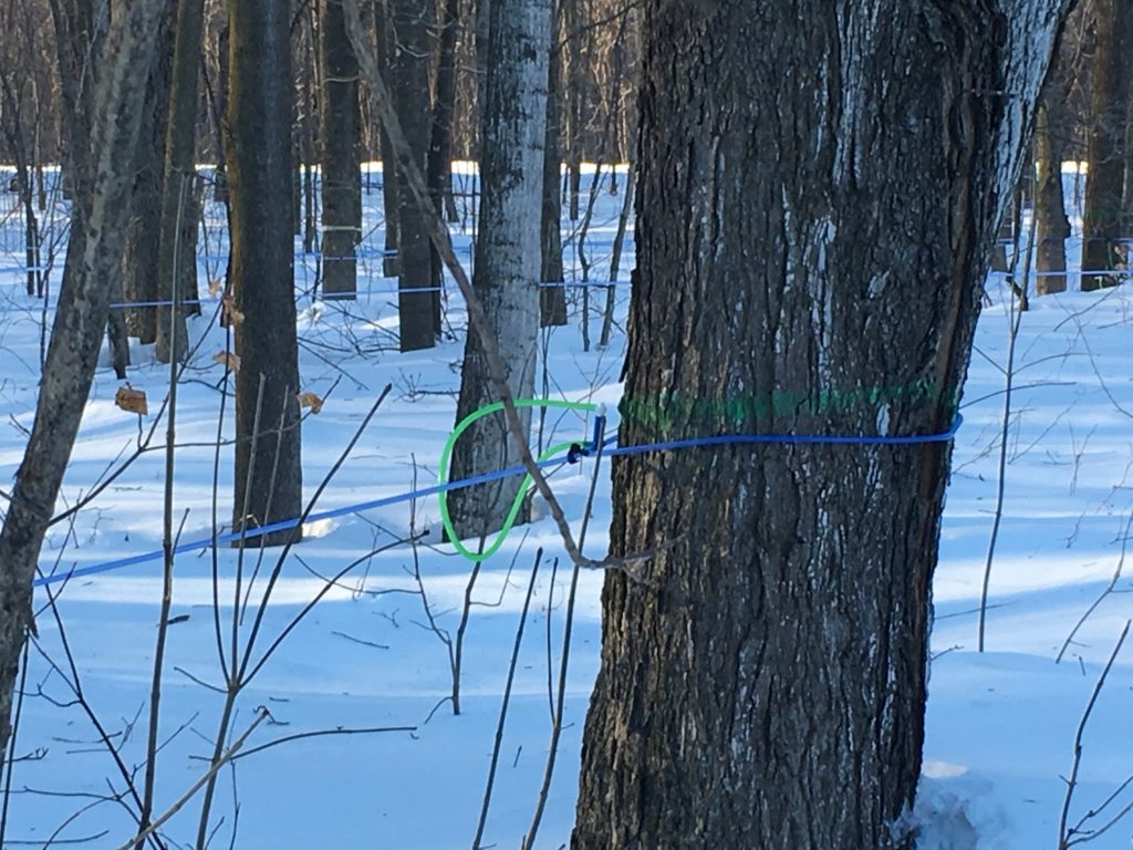 Maple Trees with sap pipeline for syrup making