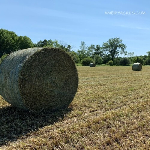 Round bale of hay in field