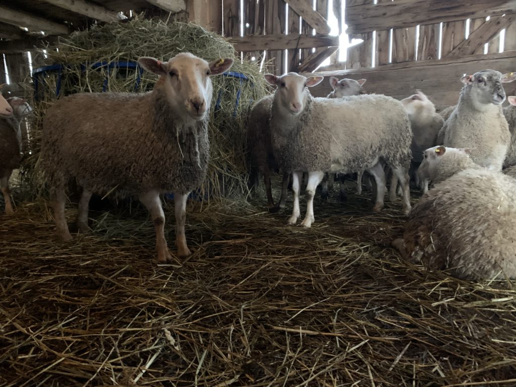 Sheep Flock