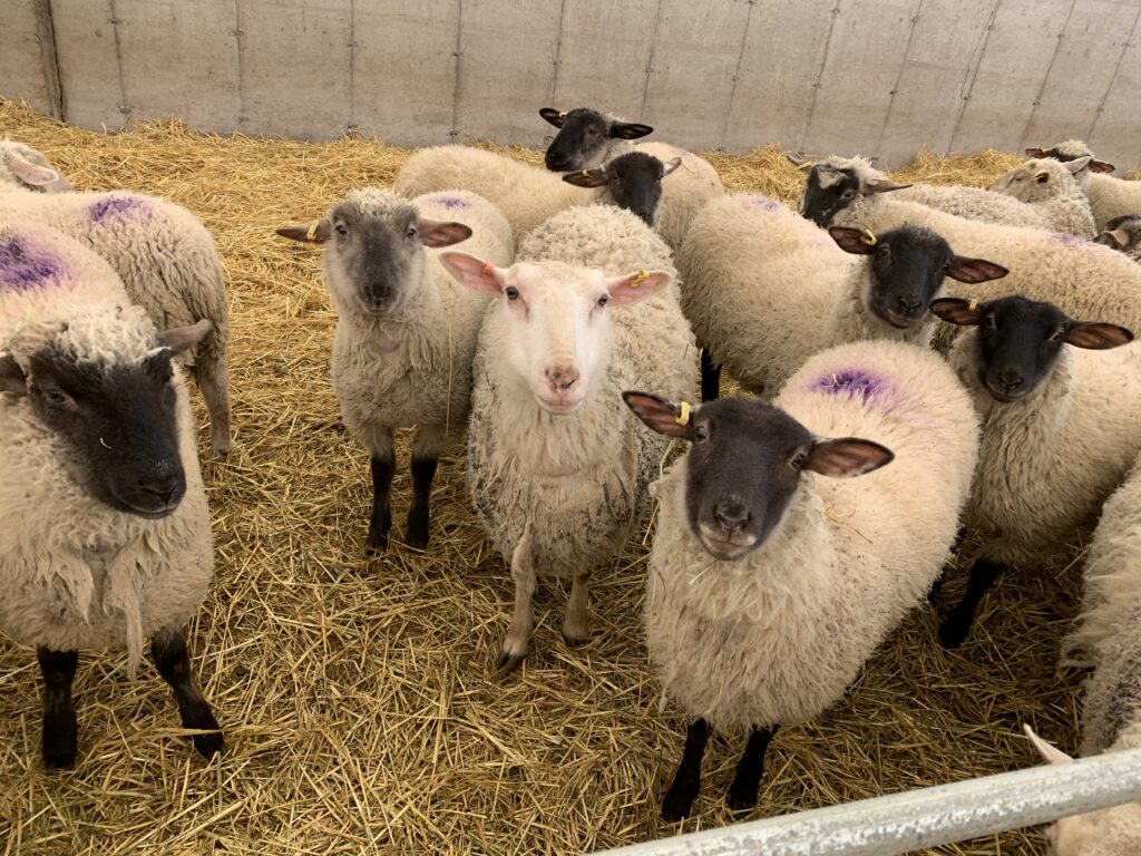 Sheep Flock